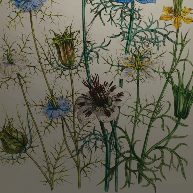 Botanical illustration of a series of blue, yellow and white flowers