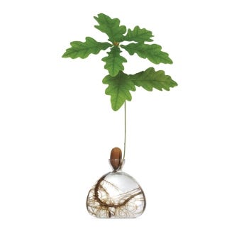 Acorn Vase, Clear