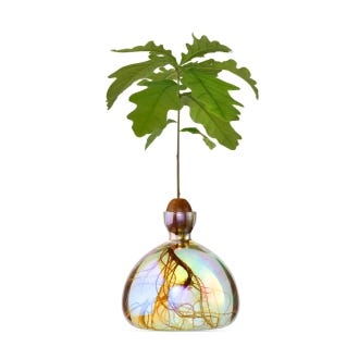 Acorn Vase, Cosmic Astra
