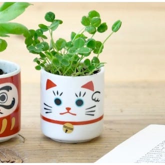 Lifestyle image of the Lucky Plant Beckoning Cat 
