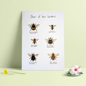 A3 print of the Bees of Kew