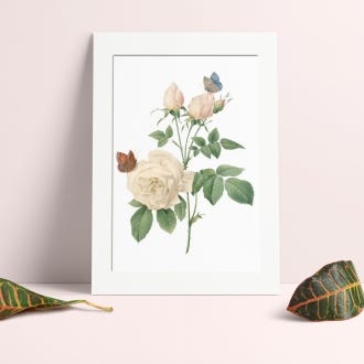 Bengal Rose Mounted A4 Print