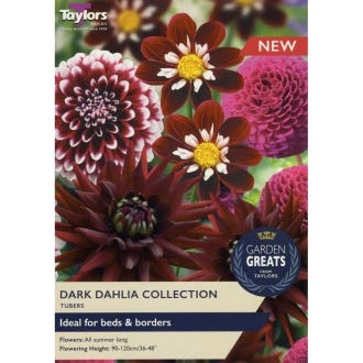 Dark Dahlia Tubers Collection
