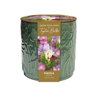 Grow Your Own Freesia Indoor Ceramic Pot