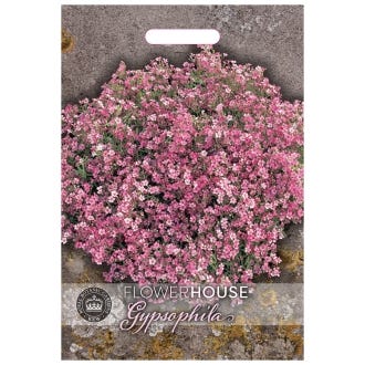 Kew Gypsophila 'Elegans Rose' Seeds