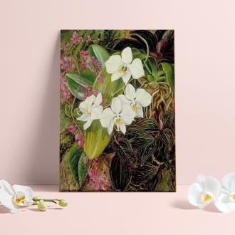 Marianne North Moth Orchid Print