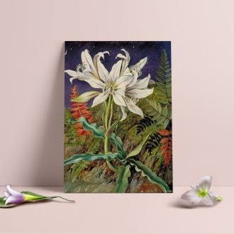 Marianne North Night Lily Print