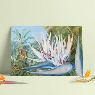 Marianne North A3 Print, Strelitzia Augusta