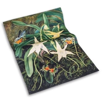 Kew Marianne North Ghost Orchid Tea Towel