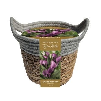 Zantedeschia Outdoor Planter