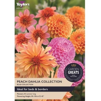 Peach Dalia Bulb Collection