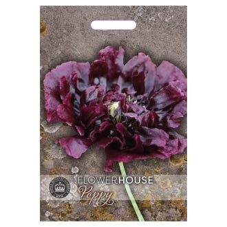 Kew Poppy 'Peony Double Black' Seeds