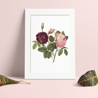 Purple and Pink Roses Mounted A4 Print