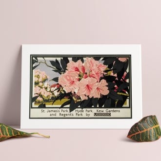 Rhododendrons at Kew Gardens TFL A4 Print