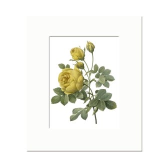 Rose Sulfurea Mounted A6 Postcard