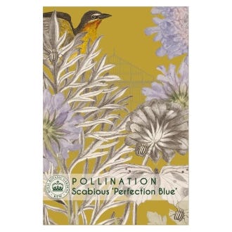 Kew Scabious Perfection Blue Seeds