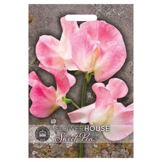 Sweet Pea Lathyrus Tickled Pink 