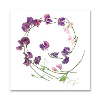 Billy Showell Sweet Pea Swirl Greeting Card