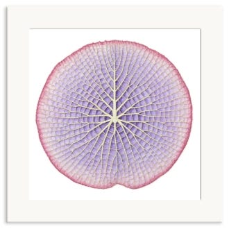 Giant Waterlily Leaf Mounted A3 Print