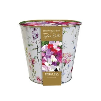 Grow Your Own Sweet Pea Indoor Zinc Planter