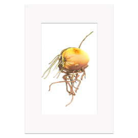 Kew YBA A3 Print, Avocado Seed by Xinyi Liu
