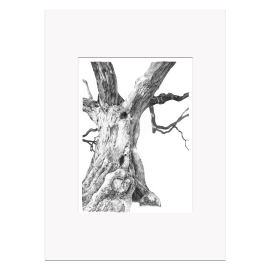 A3 print Death of an Olive Tree due to Xylella by Valeria Brambilla