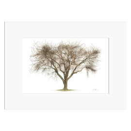 Kew YBA A3 Print, Apricot Tree in Winter