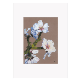Kew YBA A3 Print, Almond Blossom
