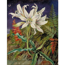 Marianne North Night Lily Print