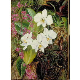 Marianne North Moth Orchid Print
