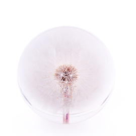 Large Dandelion Paperweight