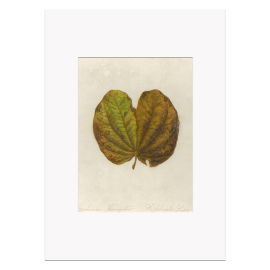 Kew YBA A3 Print, Bauhinia Variegate Leaf