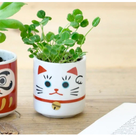 Lifestyle image of the Lucky Plant Beckoning Cat 