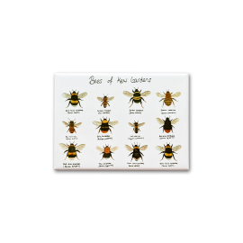 Bees of Kew Gardens Fridge Magnet