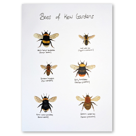 A3 print of the Bees of Kew