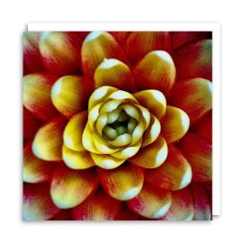 Flower from a Cactus Chrissie Greeting Card, front