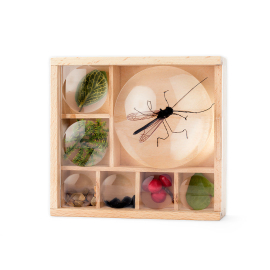 The Huckleberry Box featuring 7 sections and example insects and leaves.