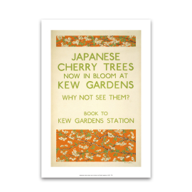 Japanese Cherry Trees Now in Bloom TFL A4 Print