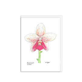 Kew Gardens greeting card featuring illustration of a Phalaenopsis 'Liodoro'.