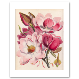 Magnolia Campbellii by Walter Hood Fitch A3 Mounted Print