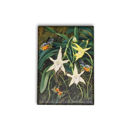 Kew Marianne North Ghost Orchid Magnet