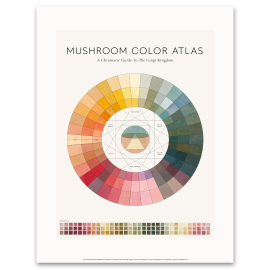Mushroom Colour Atlas Wheel A3 Print