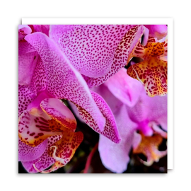 Orchid Chrissie Greeting Card, front