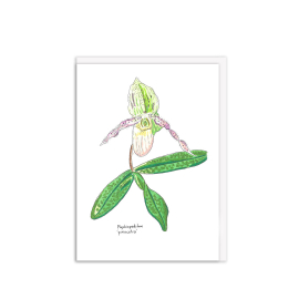 Kew Gardens greeting card featuring illustration of a Paphiopedilum 'Pinocchio' and the name written below it. 