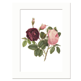 Purple and Pink Roses Mounted A4 Print