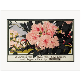 Rhododendrons at Kew Gardens TFL A3 Print