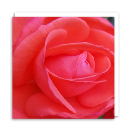 Red Rose Chrissie Greeting Card, front