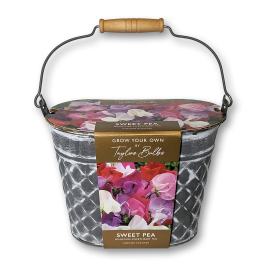 Grow Your Own Sweet Pea, Small Indoor Planter