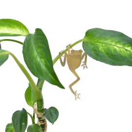 Tree frog Plant Animal hanging of stem of plant.