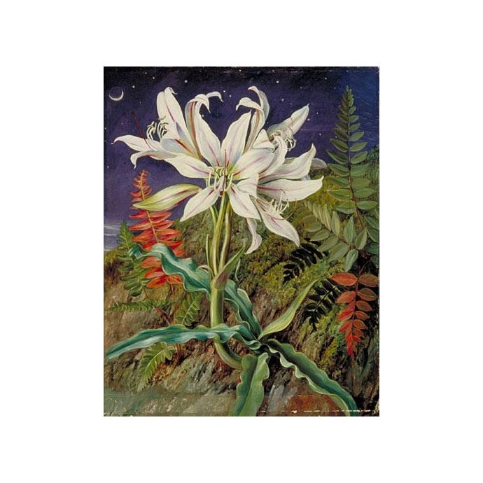 Marianne North Night Lily Print